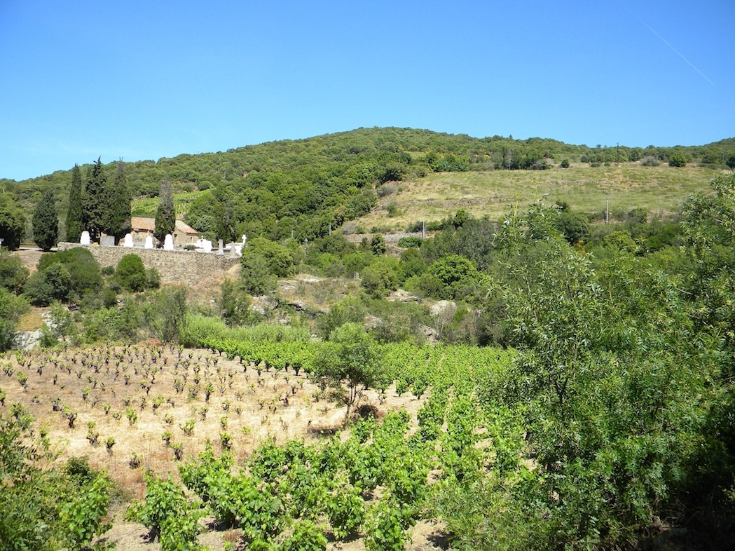 Vignoble - Occitanie